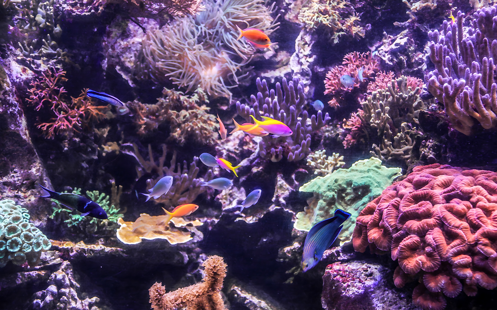 Colorful coral and fish at Sea Life Hannover aquarium.