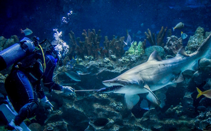 Diver feeding sand tiger shark at Aquaria KLCC.