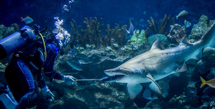 Diver feeding sand tiger shark at Aquaria KLCC.