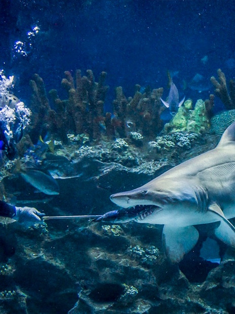 Diver feeding sand tiger shark at Aquaria KLCC.