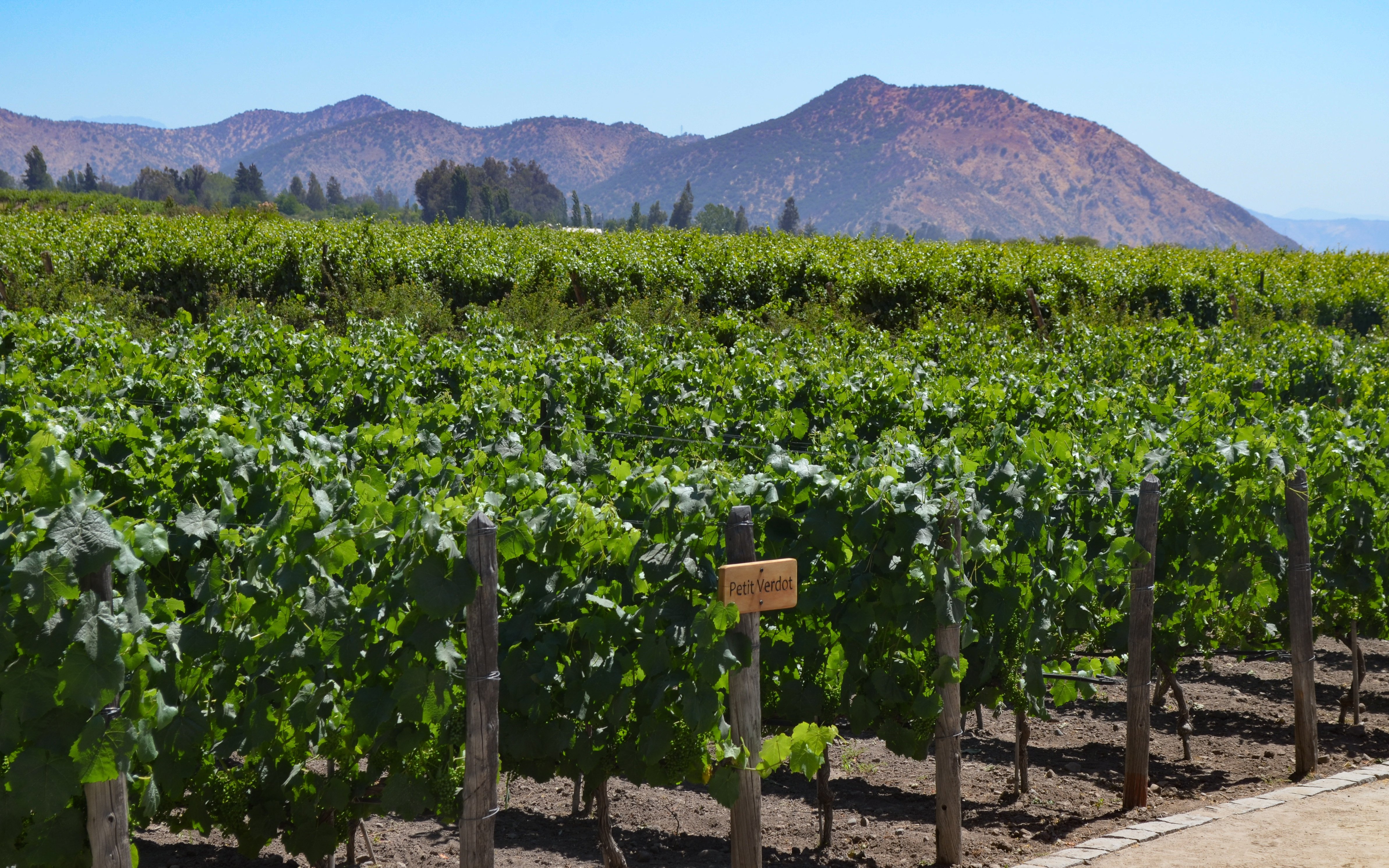 Grape varietals in Concha y Toro vineyards, Santiago, Chile with Andes mountains.