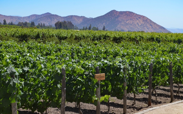 Grape varietals in Concha y Toro vineyards, Santiago, Chile with Andes mountains.