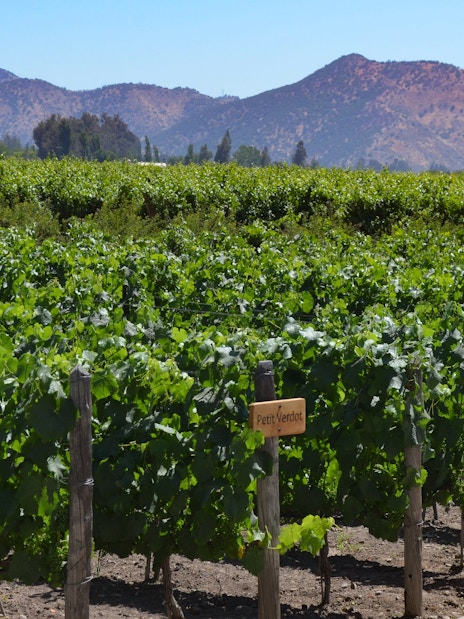 Grape varietals in Concha y Toro vineyards, Santiago, Chile with Andes mountains.