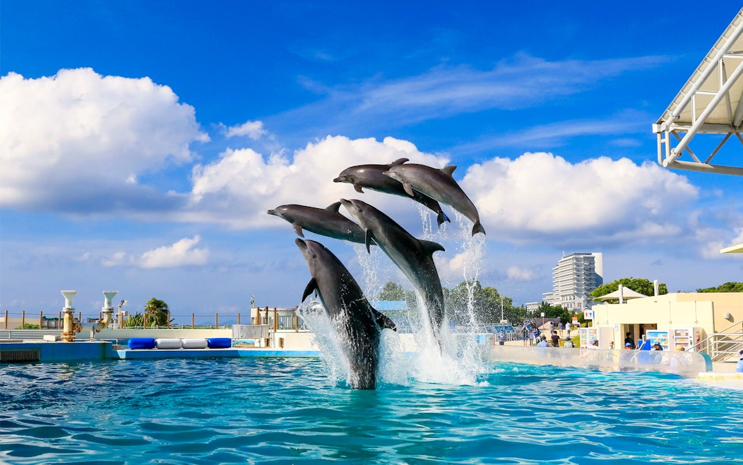 Dolphins leaping at Churaumi Aquarium, Okinawa Hip Hop Bus Tour.