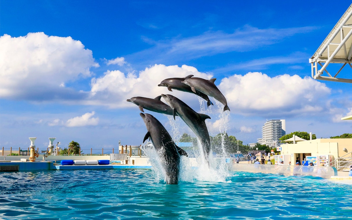 Dolphins leaping at Churaumi Aquarium, Okinawa Hip Hop Bus Tour.