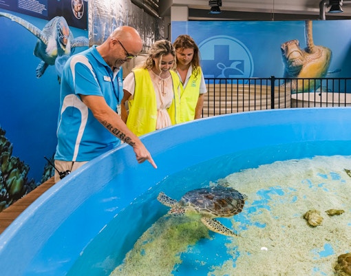 Visitors engaging with a turtle at Cairns Aquarium, Australia.
