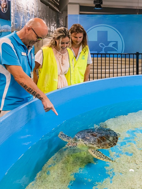 Visitors engaging with a turtle in a rehabilitation tank at Cairns Aquarium.