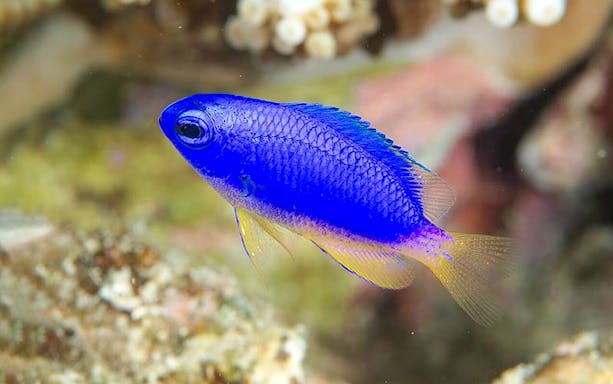 Blue fish swimming in Okinawa Miyakojima Undersea Park.