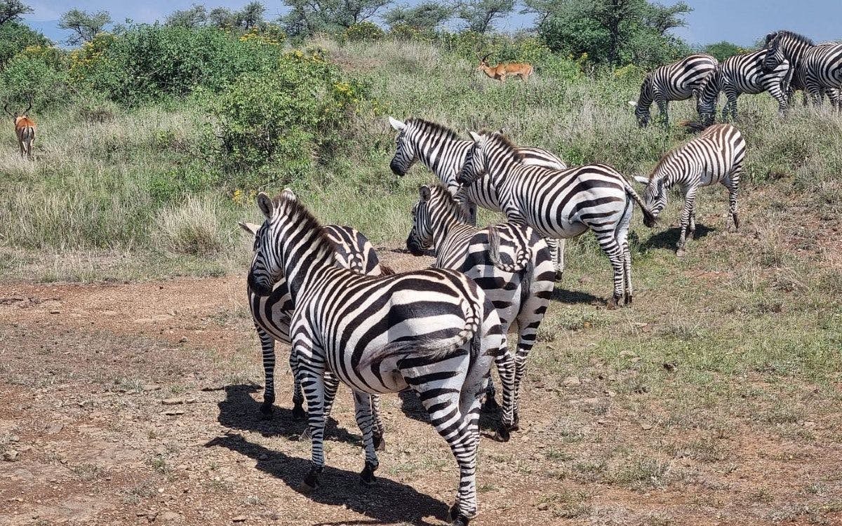 Zebras grazing in Amboseli National Park, Kenya, during a private day tour from Nairobi.