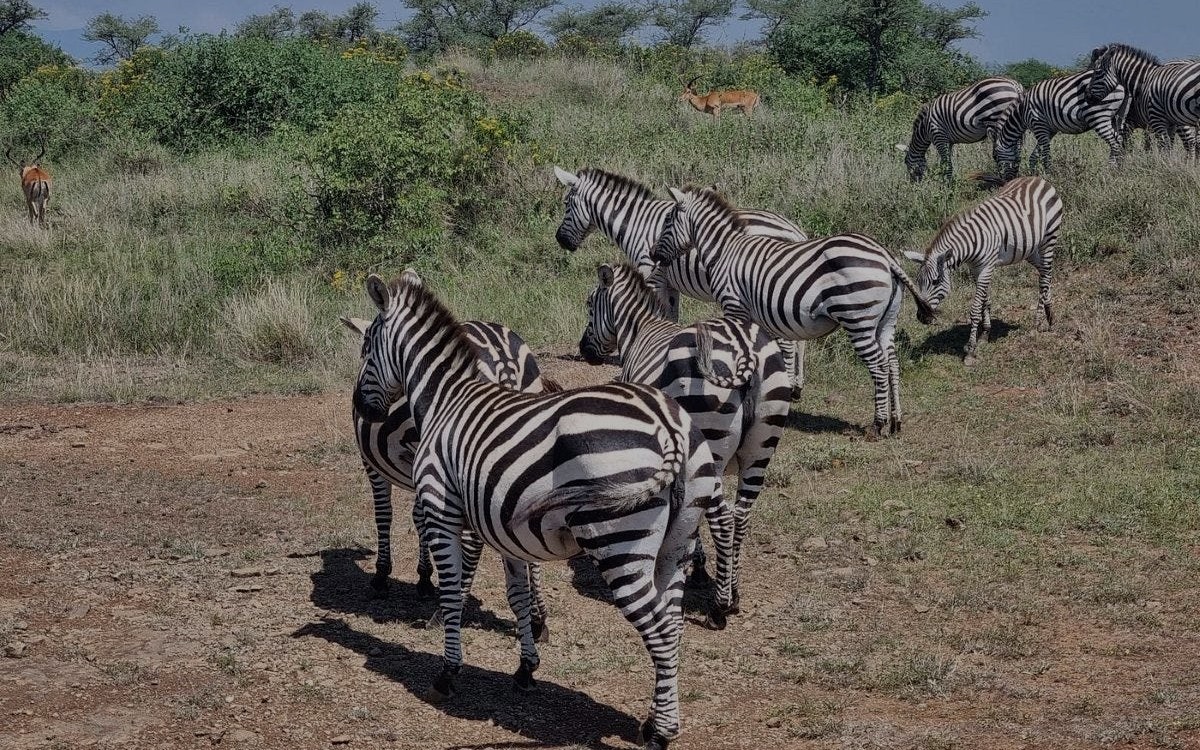 Zebras grazing in Amboseli National Park, Kenya, during a private day tour from Nairobi.