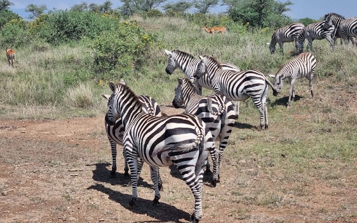 Zebras grazing in Amboseli National Park, Kenya, during a private day tour from Nairobi.