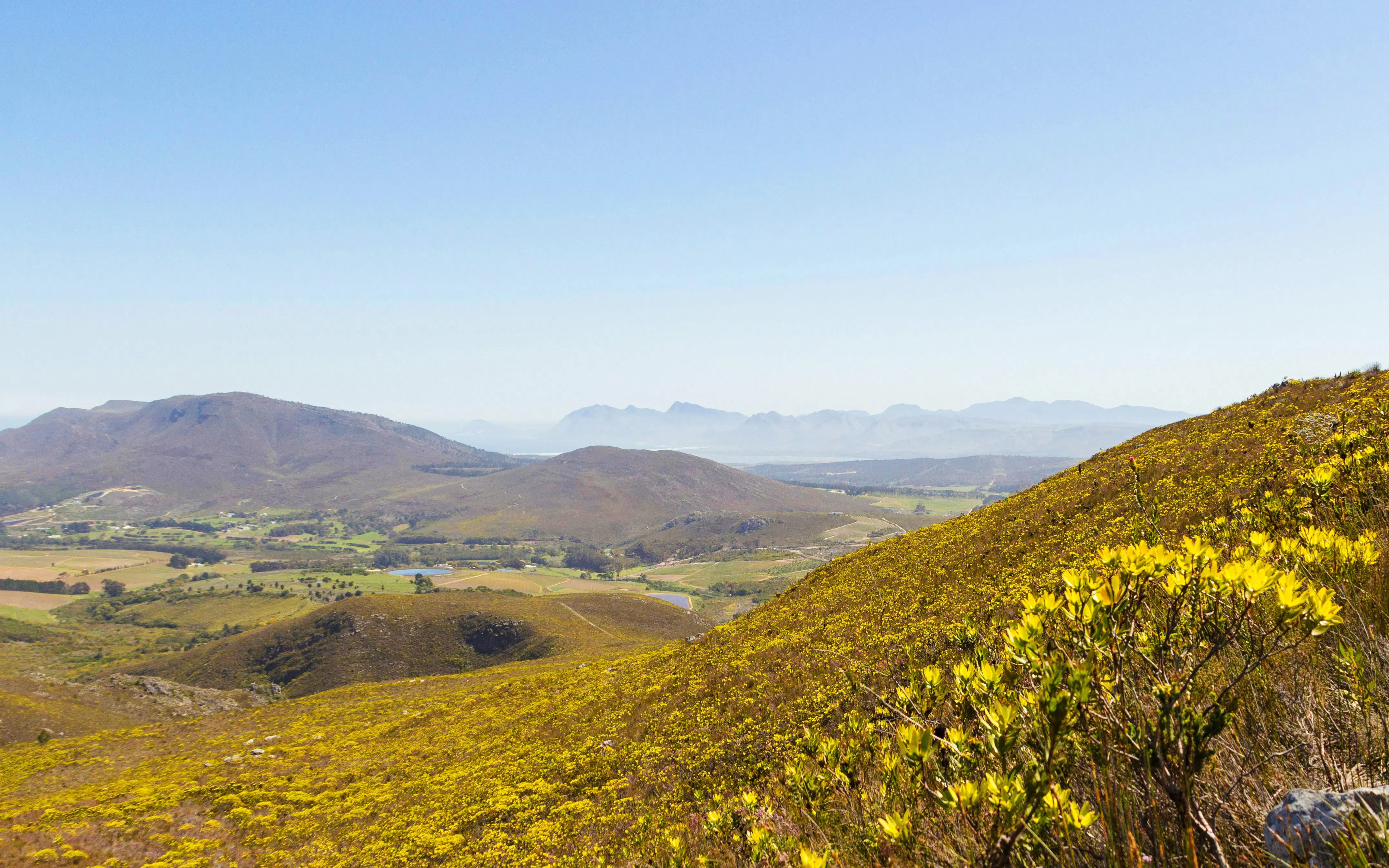 Fernkloof Nature Reserve landscape with yellow wildflowers, Western Cape, South Africa.