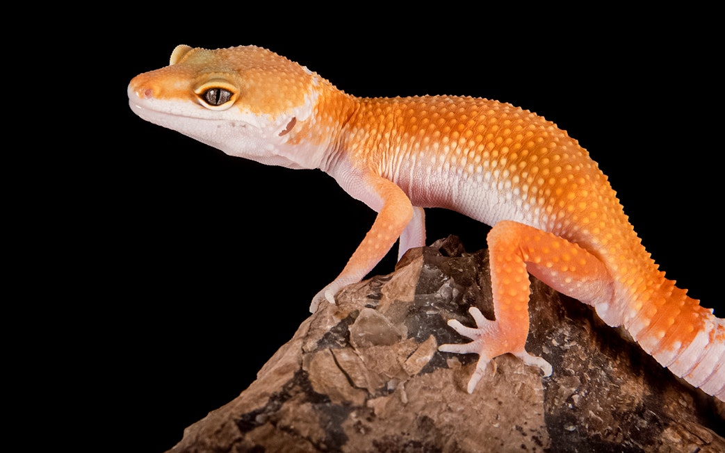 Orange gecko on a rock at Just Farm by Just Pets Megastore.