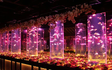 Goldfish in illuminated tanks at Art Aquarium Museum GINZA, Tokyo.