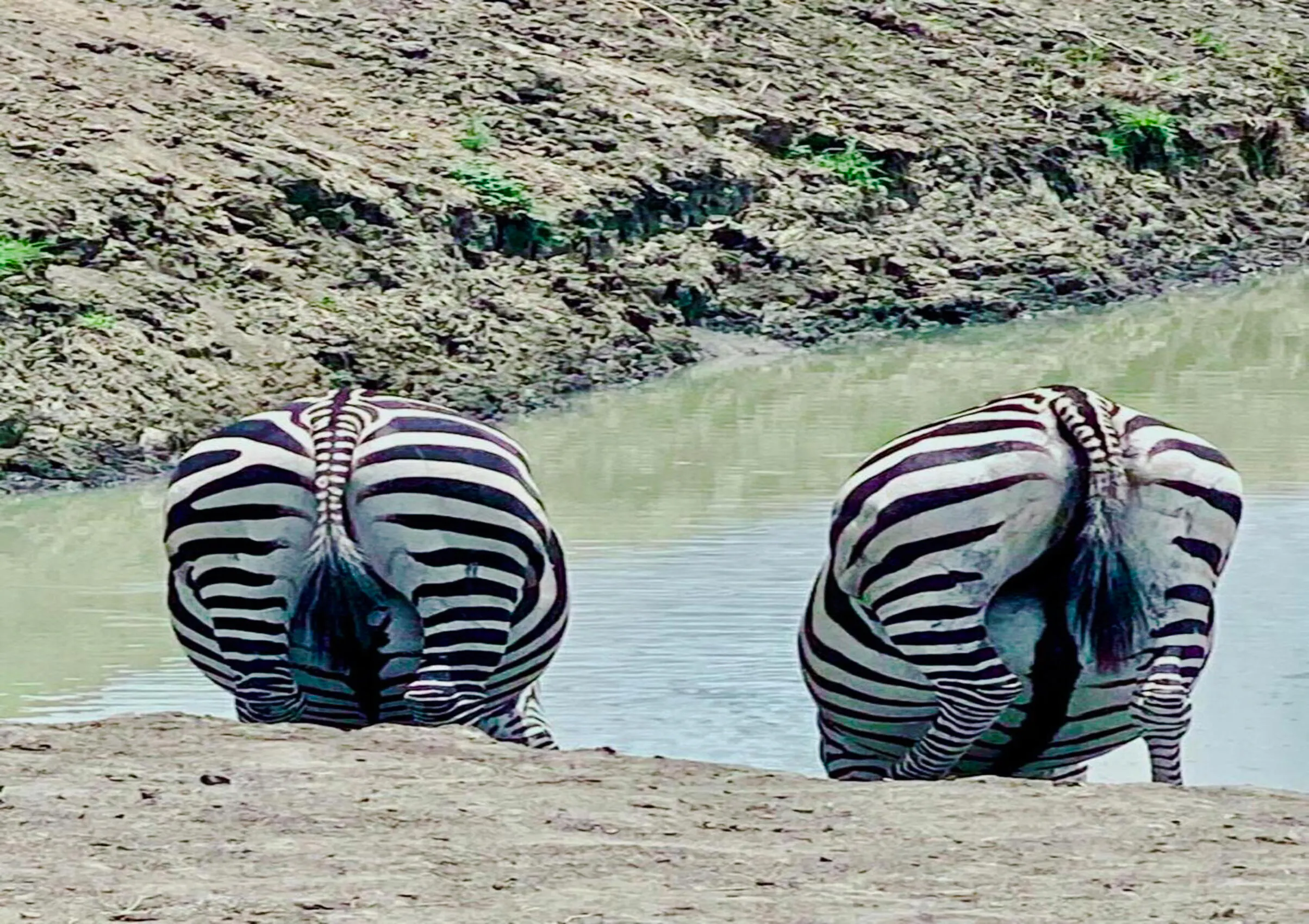 From Zanzibar: Mikumi National Park Day Safari with Flights and Transfers Image 9
