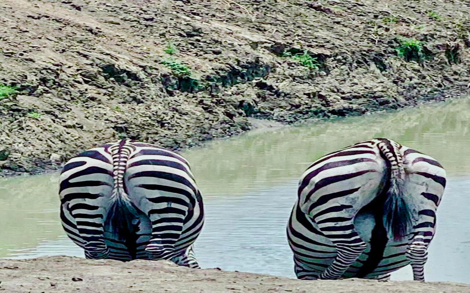 From Zanzibar: Mikumi National Park Day Safari with Flights and Transfers Image 9