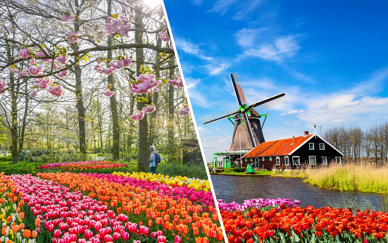 Keukenhof tulip garden and Zaanse Schans windmill in spring, Netherlands.