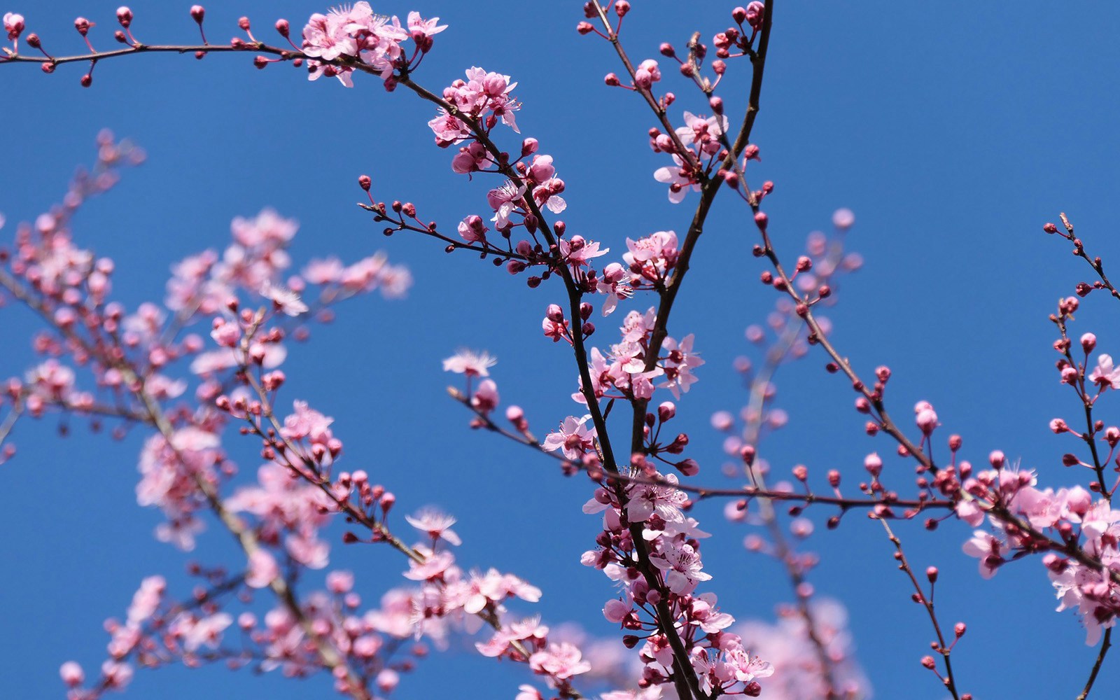 Agius Evolution Garden