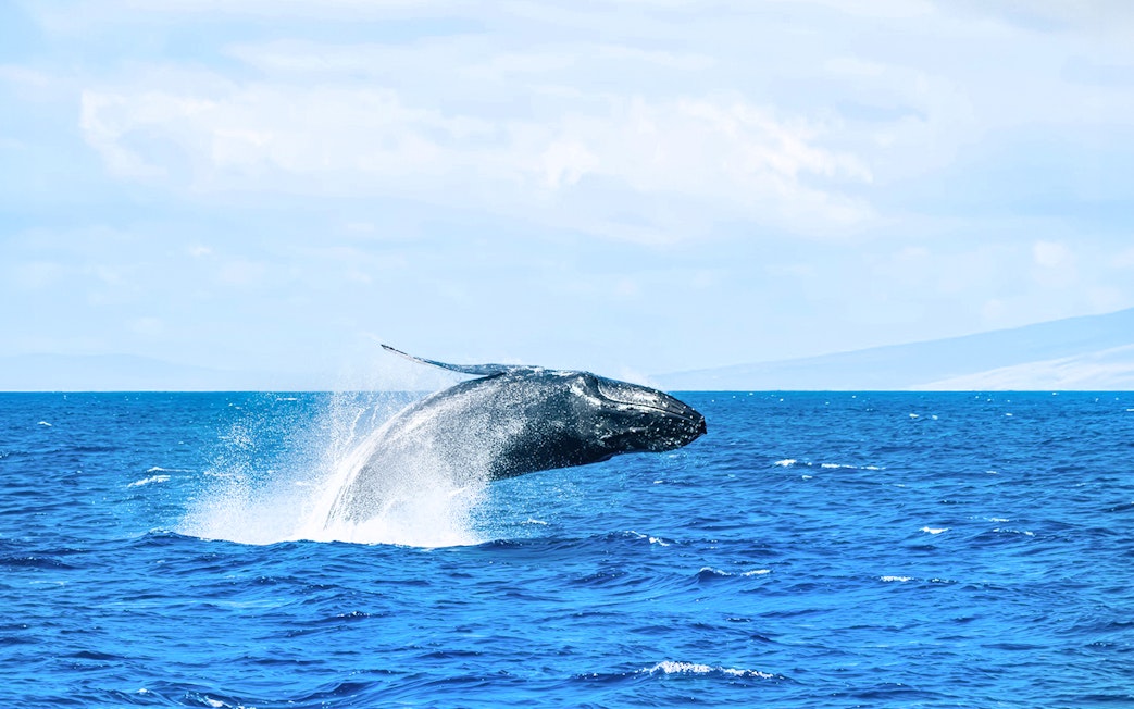 Whale breaching during catamaran tour in Lahaina, Hawaii.