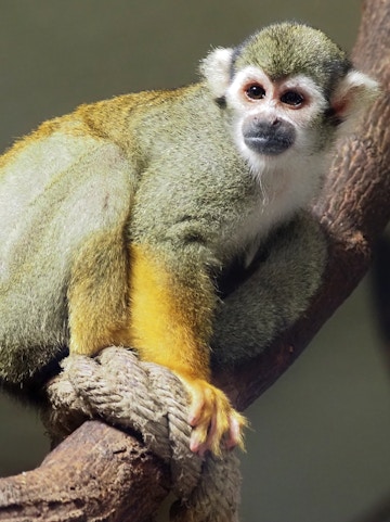 Squirrel monkey on a branch at KL Tower Mini Zoo.