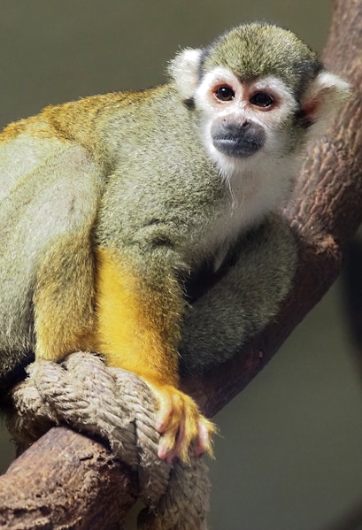 Squirrel monkey on a branch at KL Tower Mini Zoo.