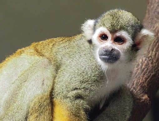 Squirrel monkey on a branch at KL Tower Mini Zoo.