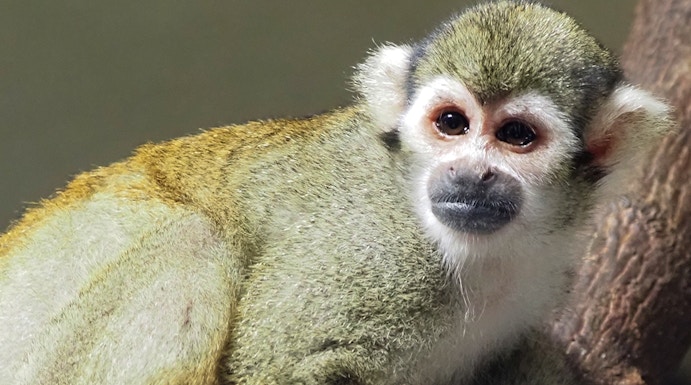 Squirrel monkey on a branch at KL Tower Mini Zoo.