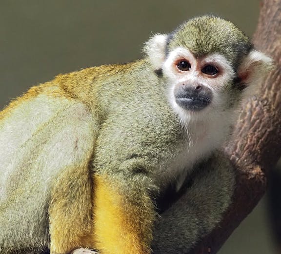 Squirrel monkey on a branch at KL Tower Mini Zoo.