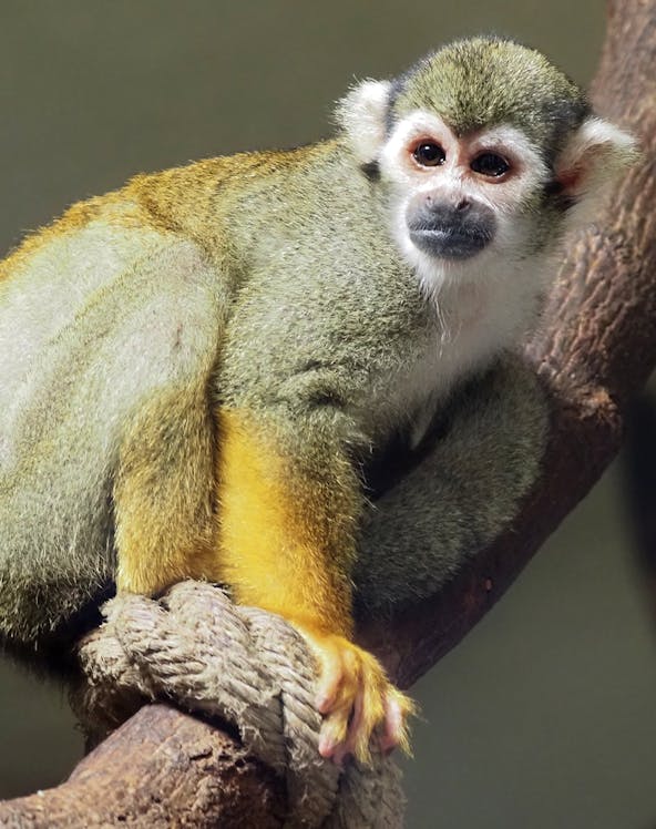 Squirrel monkey on a branch at KL Tower Mini Zoo.