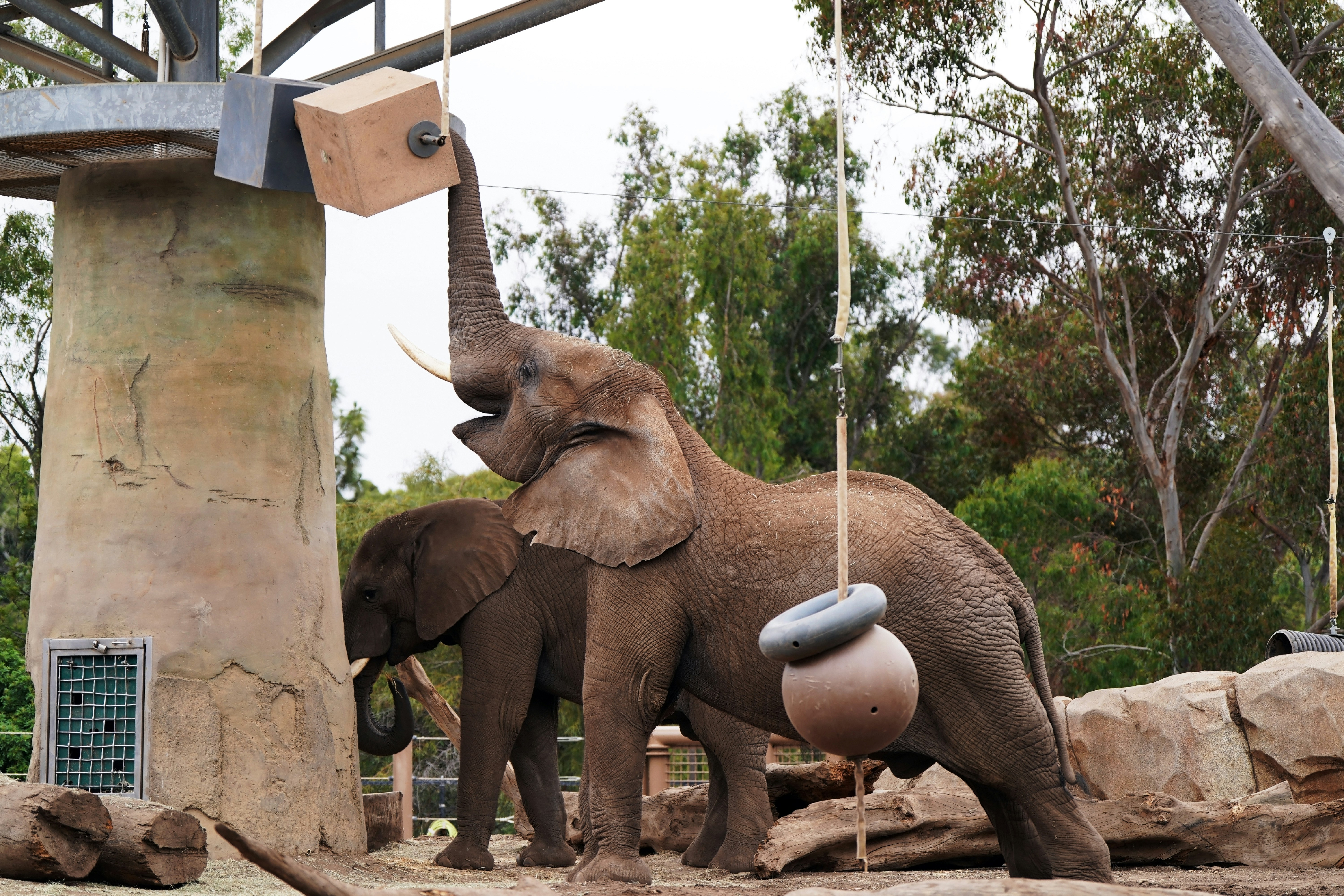 Elephants interacting with enrichment activities at San Diego Zoo, California.