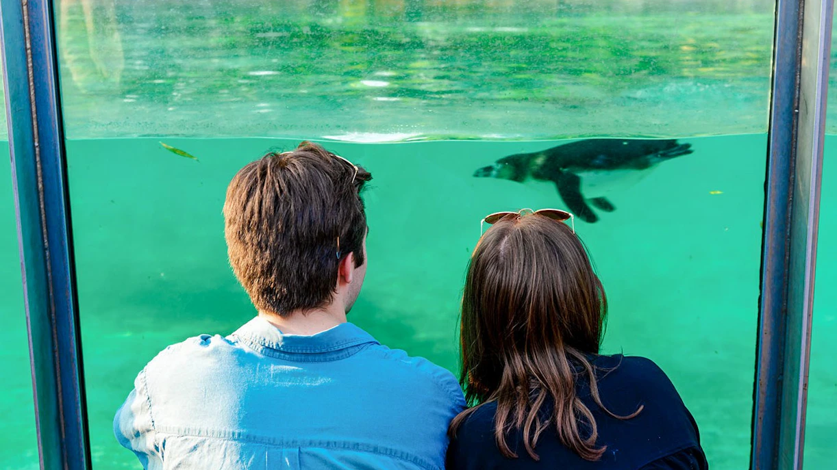Guests watching penguin swim at London Zoo after hours.