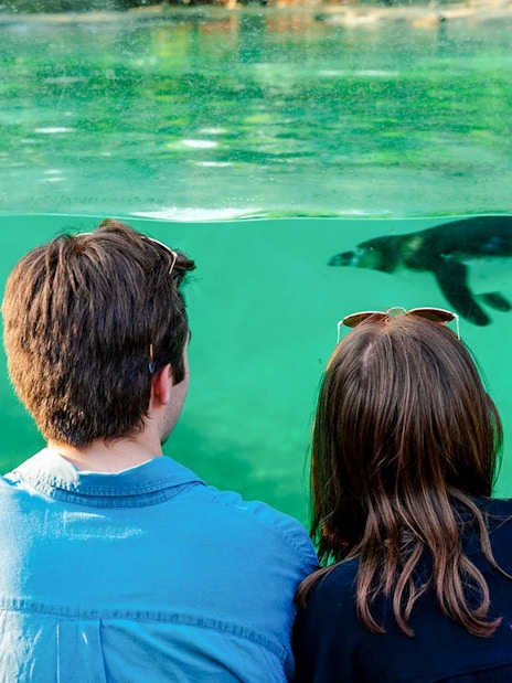 Guests watching penguin swim at London Zoo after hours.