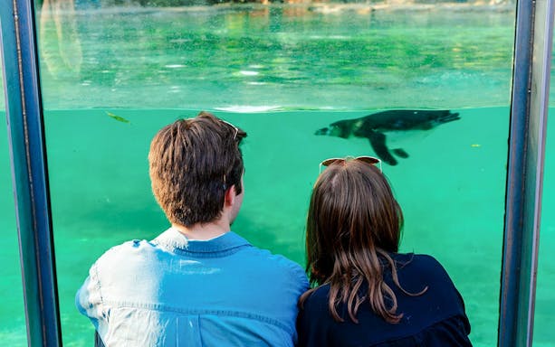 Guests watching penguin swim at London Zoo after hours.