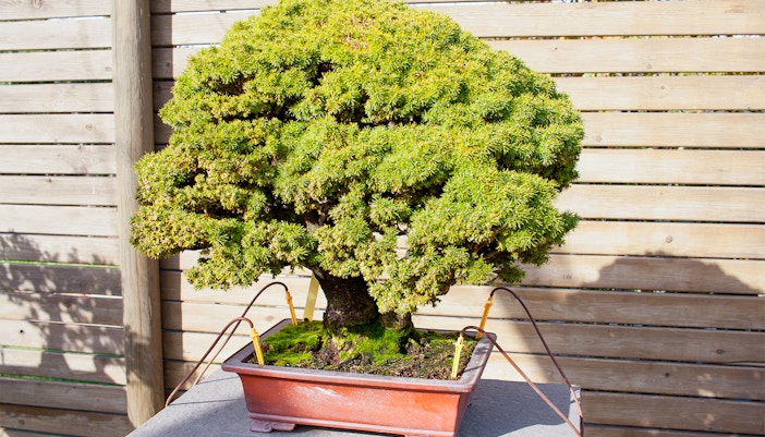 Botanical Garden Barcelona