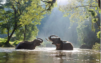 desde kuala lumpur: excursión privada de un día al parque nacional de taman negara con paseo por las copas de los árboles-8