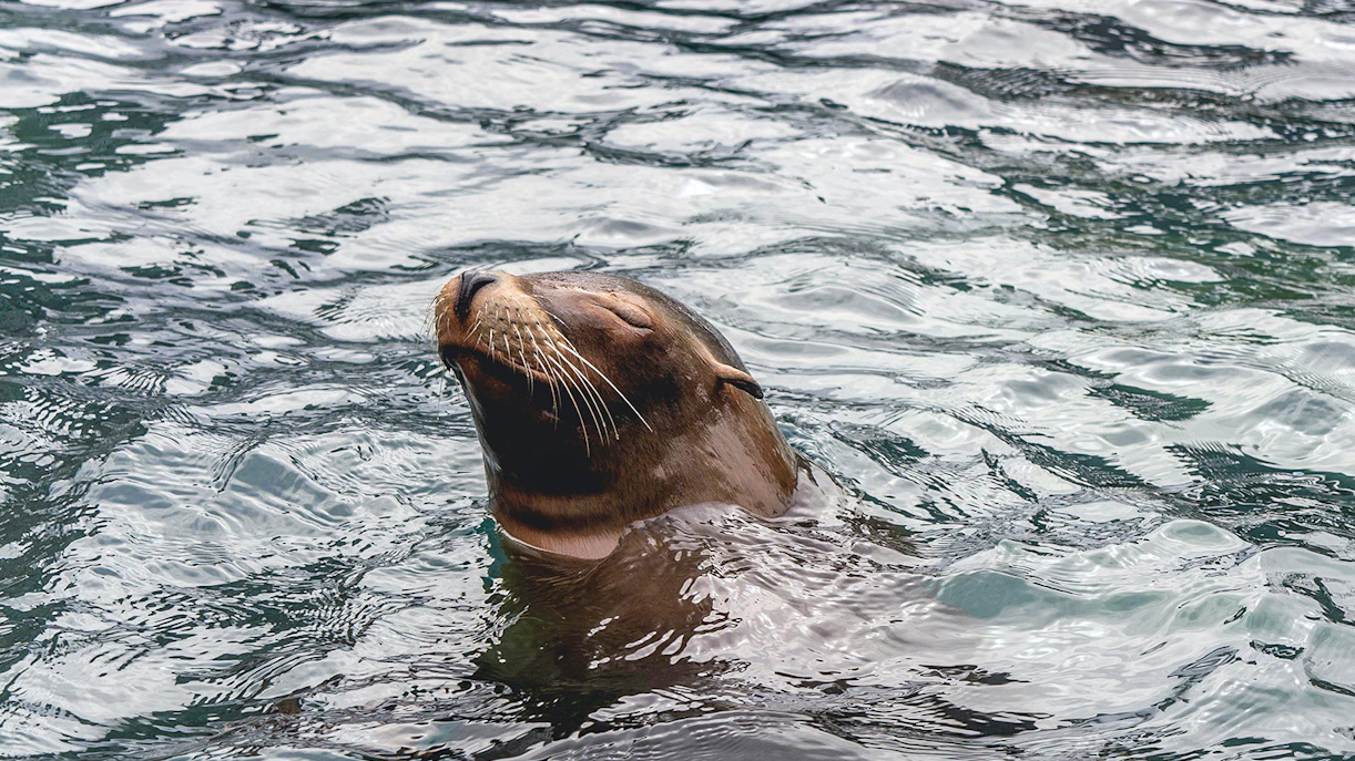 New York Aquarium