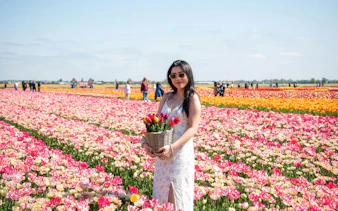 Guest holding tulips in a vibrant field at the Tulip Experience, Amsterdam.