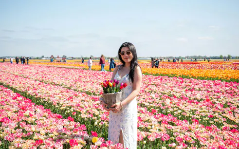 Guest holding tulips in a vibrant field at the Tulip Experience, Amsterdam.