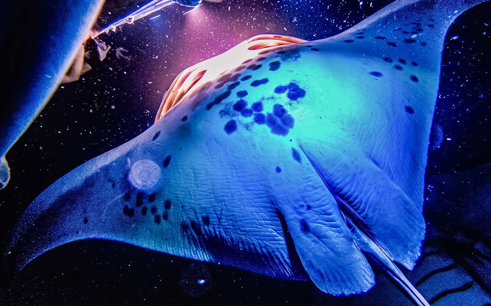 Kona night snorkeling with manta ray illuminated underwater.