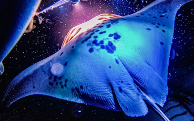 Kona night snorkeling with manta ray illuminated underwater.