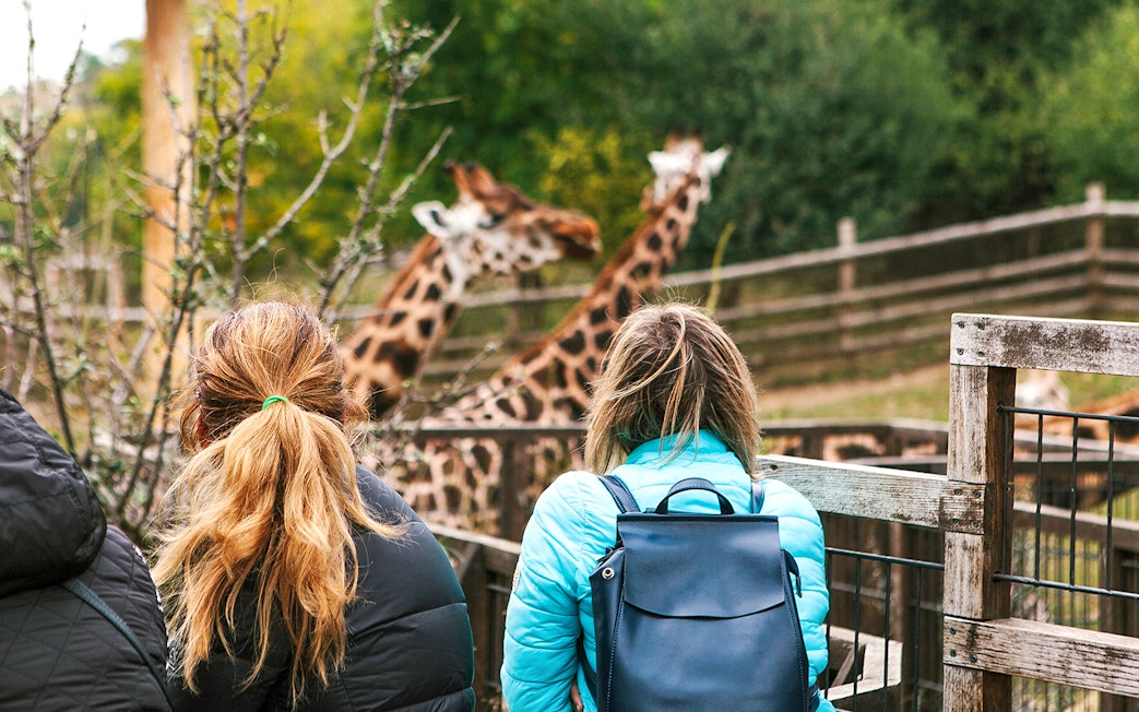 Friends observing giraffes at a zoo enclosure.