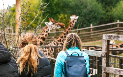 Friends observing giraffes at a zoo enclosure.