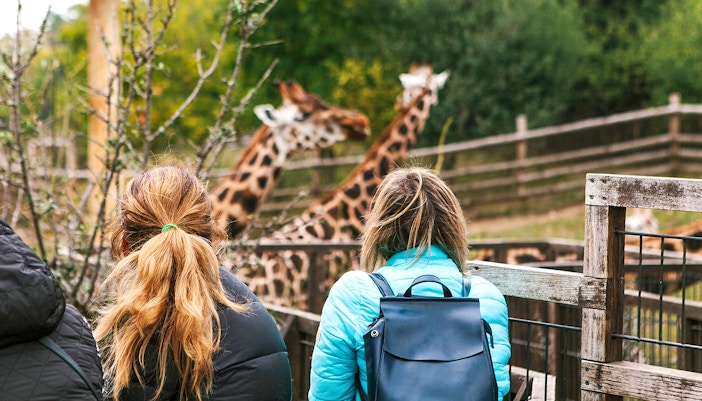Friends observing giraffes at a zoo enclosure.