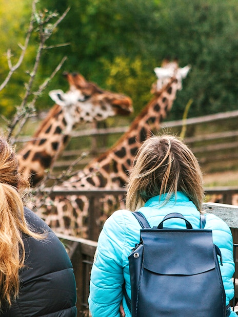 Friends observing giraffes at a zoo enclosure.