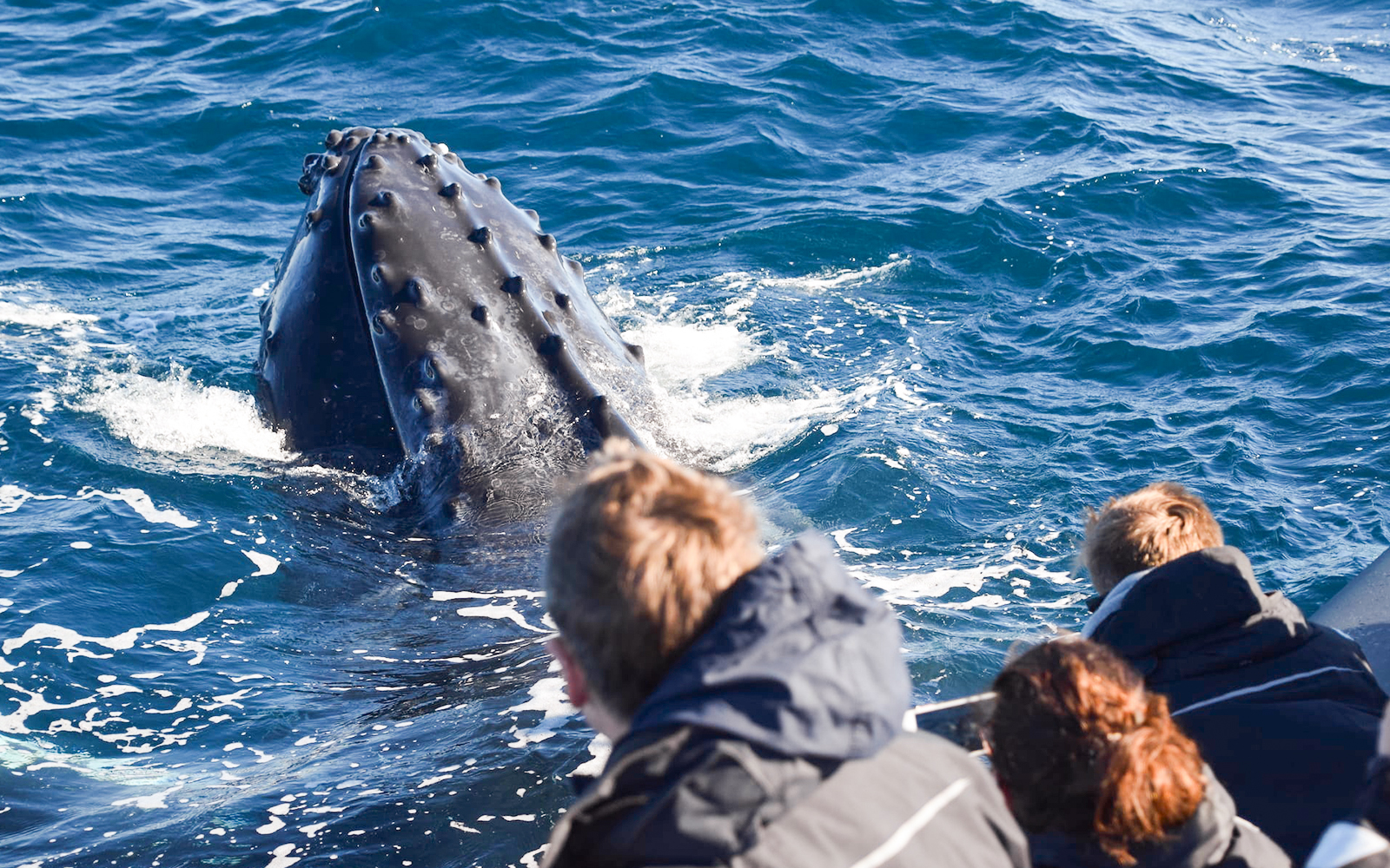 People observing a humpback whale surfacing near a boat in the ocean.