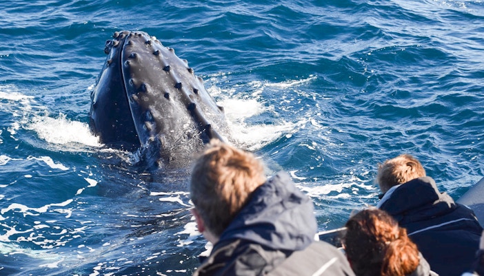 People observing a humpback whale surfacing near a boat in the ocean.