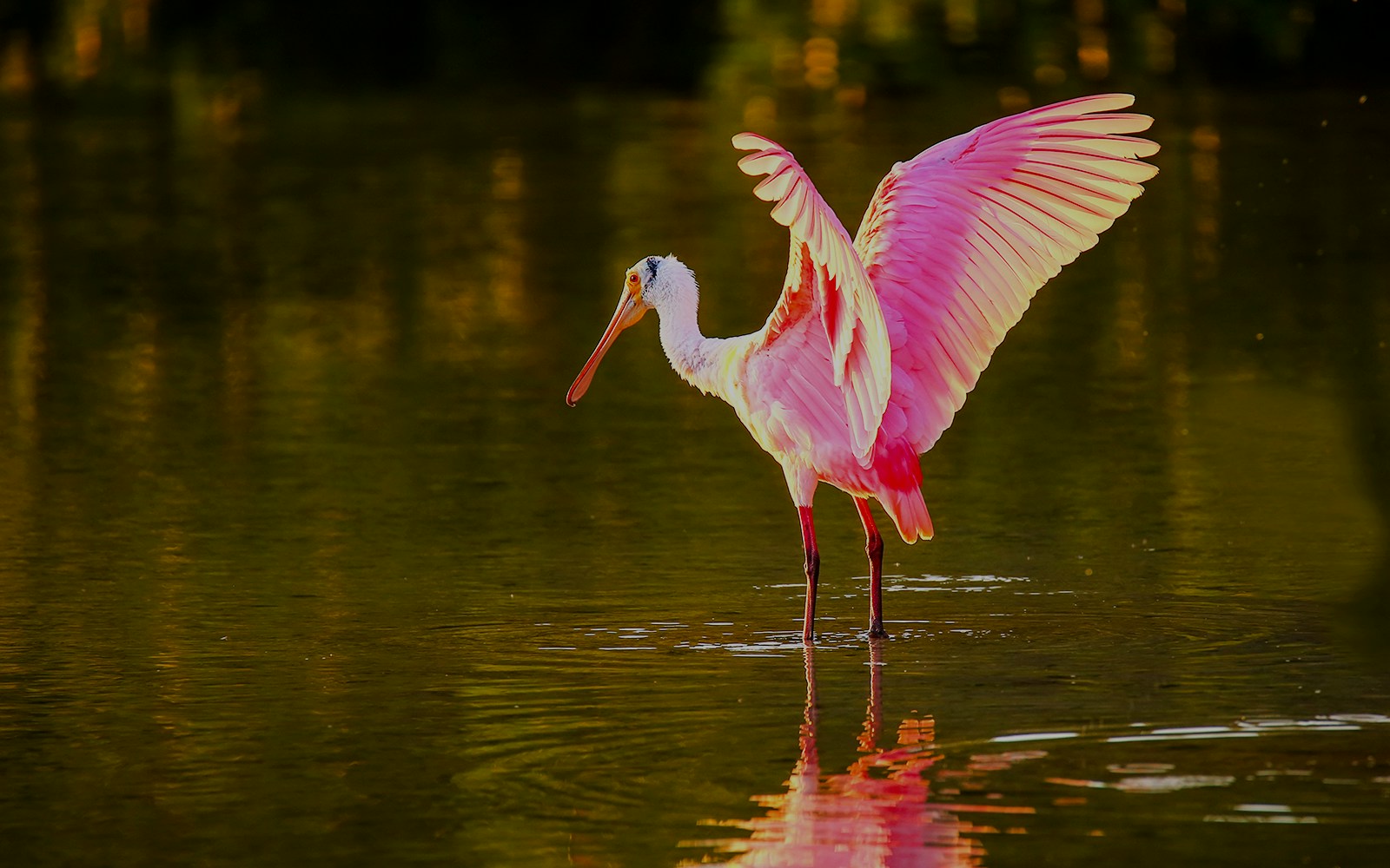 Roseate spoonbill wading in Everglades water with wings spread.