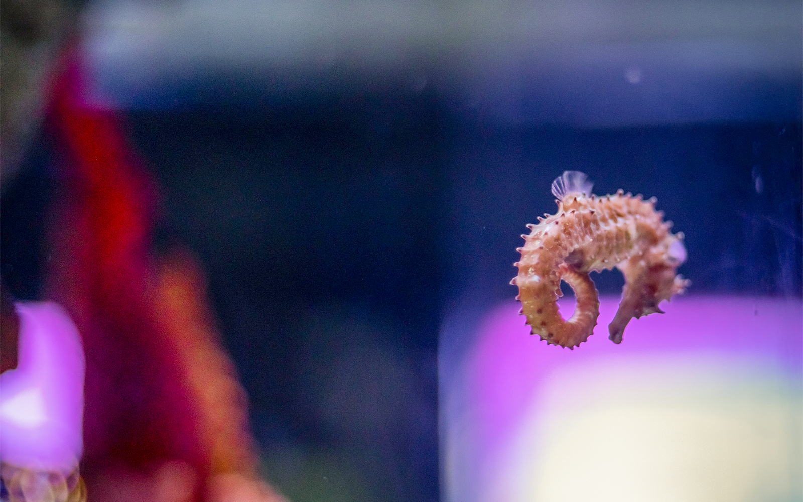 Visitors observing vibrant seahorses at the SEA LIFE Bangkok Seahorse Kingdom tour in Thailand