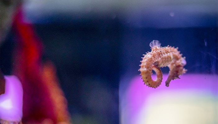 Visitors observing vibrant seahorses at the SEA LIFE Bangkok Seahorse Kingdom tour in Thailand