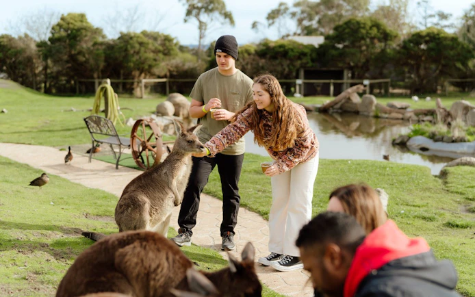 Feeding kangaroos at a wildlife park during Puffing Billy Steam Train & Penguin Parade Day Tour, Melbourne.